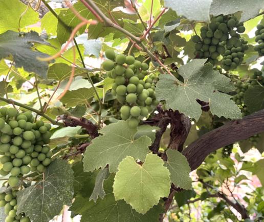 Wine_Tour_Biologico