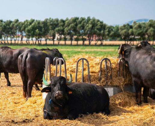 Le bufale della Tenuta Vannulo.