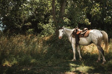 Cavallo nella natura.