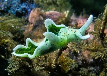 Lumaca di mare verde con macchie rossastre, fotografata tra alghe e rocce sul fondale marino.