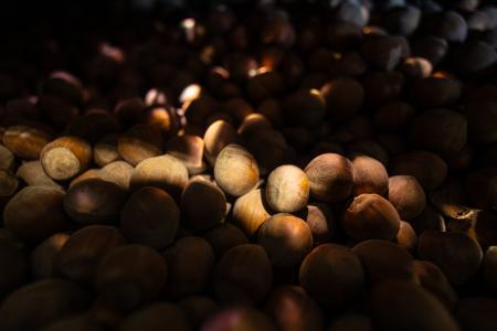 Nocciole_Piana_del_Sele