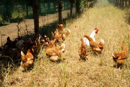 Piana_del_Sele_Galline