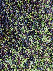 Mucchio di olive.