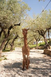 Alpaca Farm.