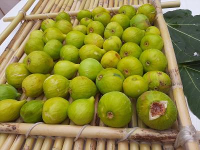 Fichi di produzione dell’Agriturismo.